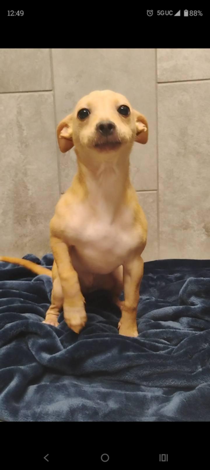 Enlarge Nugget, an adopted mixed breed in Seattle, WA image 3/3