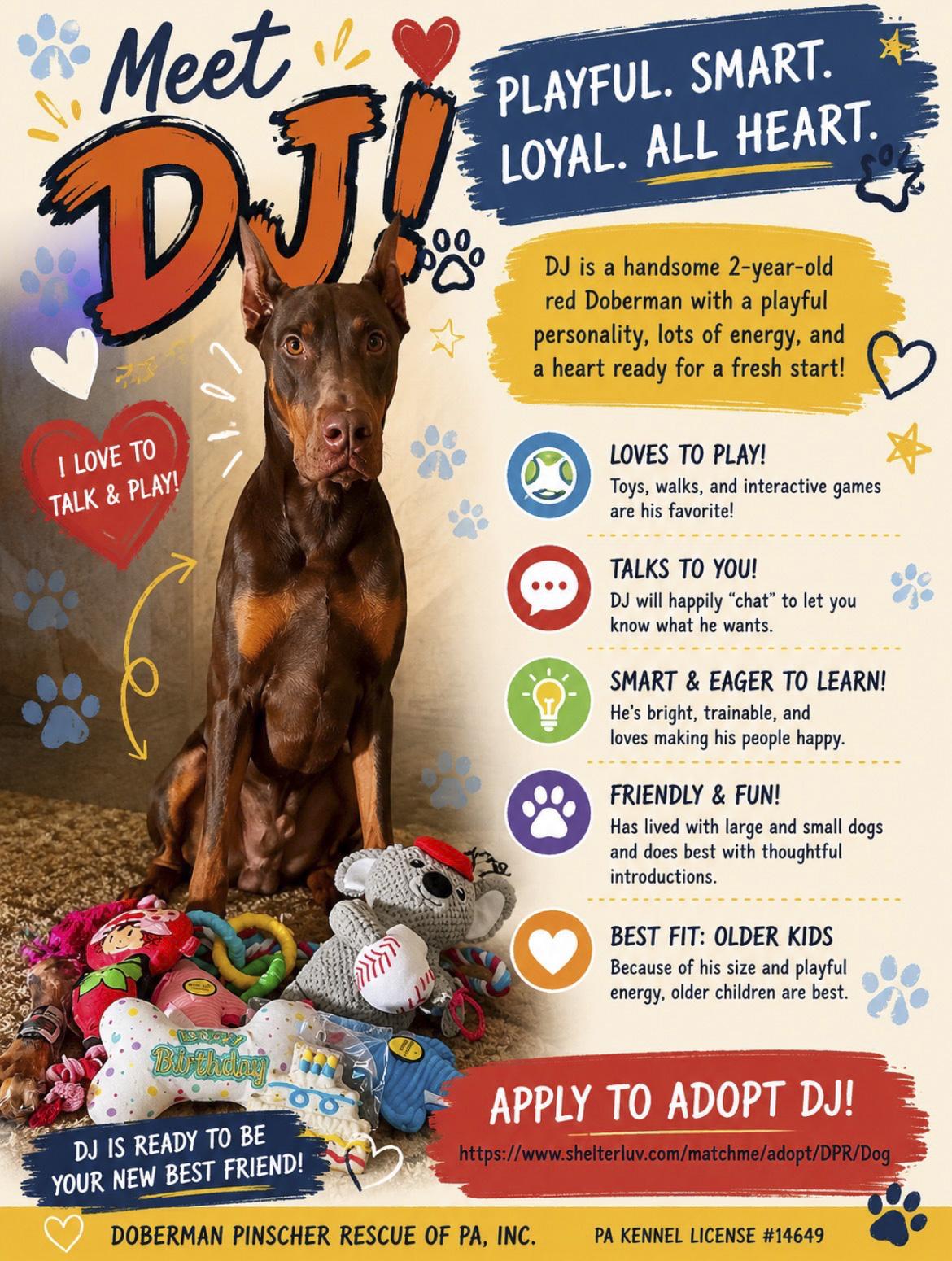 DJ, adopted, Adult Male Doberman Pinscher.