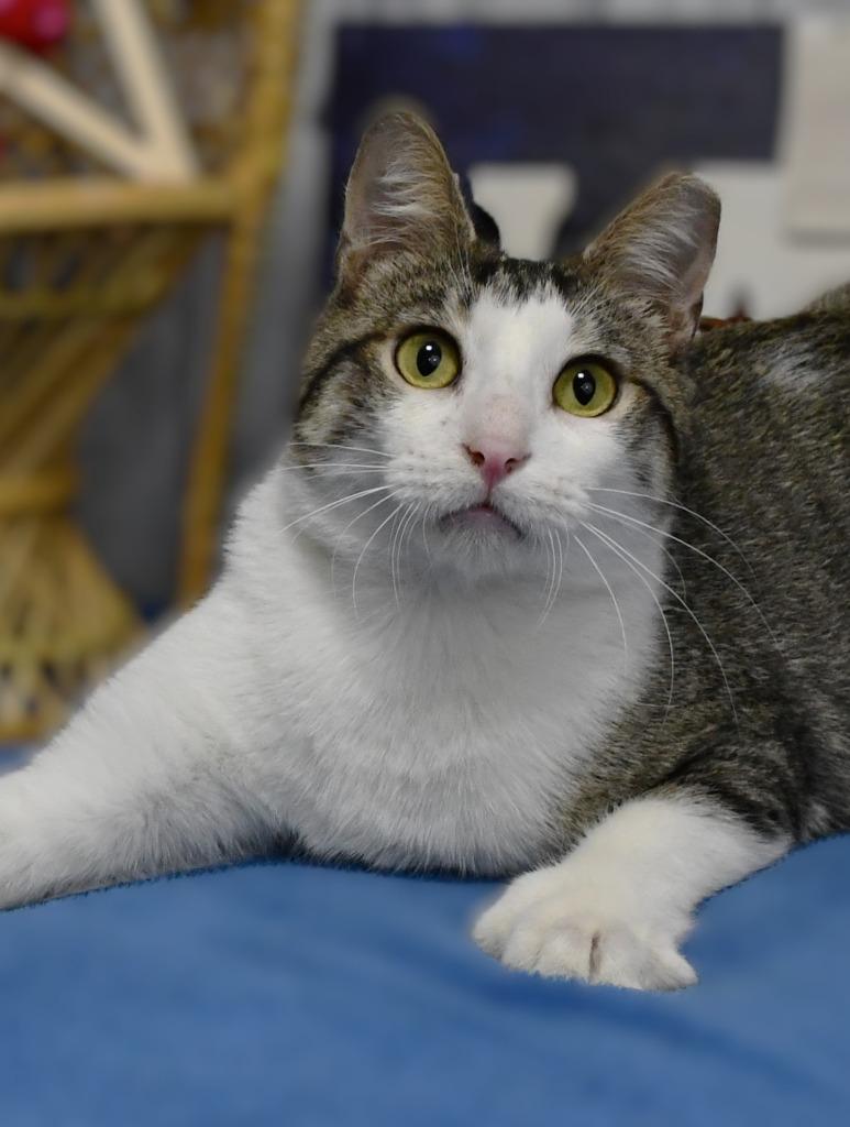 Enlarge Jinks, a Adoptable mixed breed in Roanoke, TX image 1/3