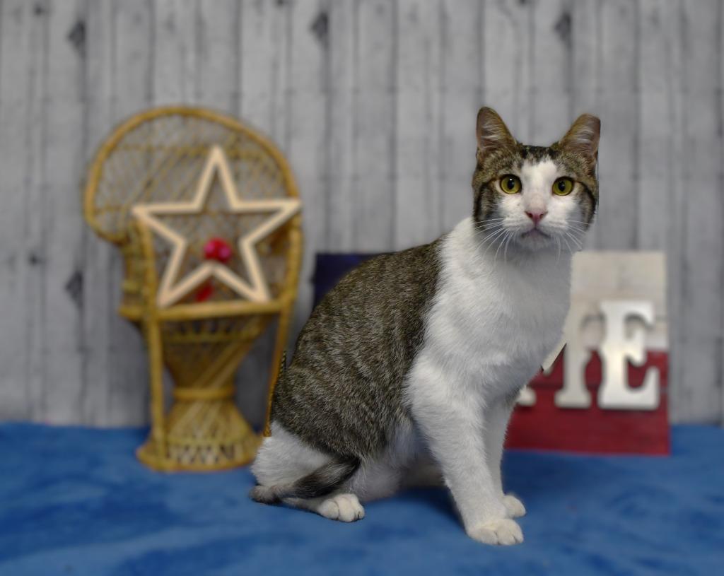 Enlarge Jinks, a Adoptable mixed breed in Roanoke, TX image 2/3