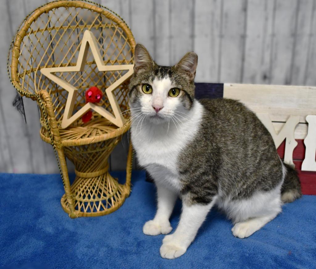 Enlarge Jinks, a Adoptable mixed breed in Roanoke, TX image 3/3