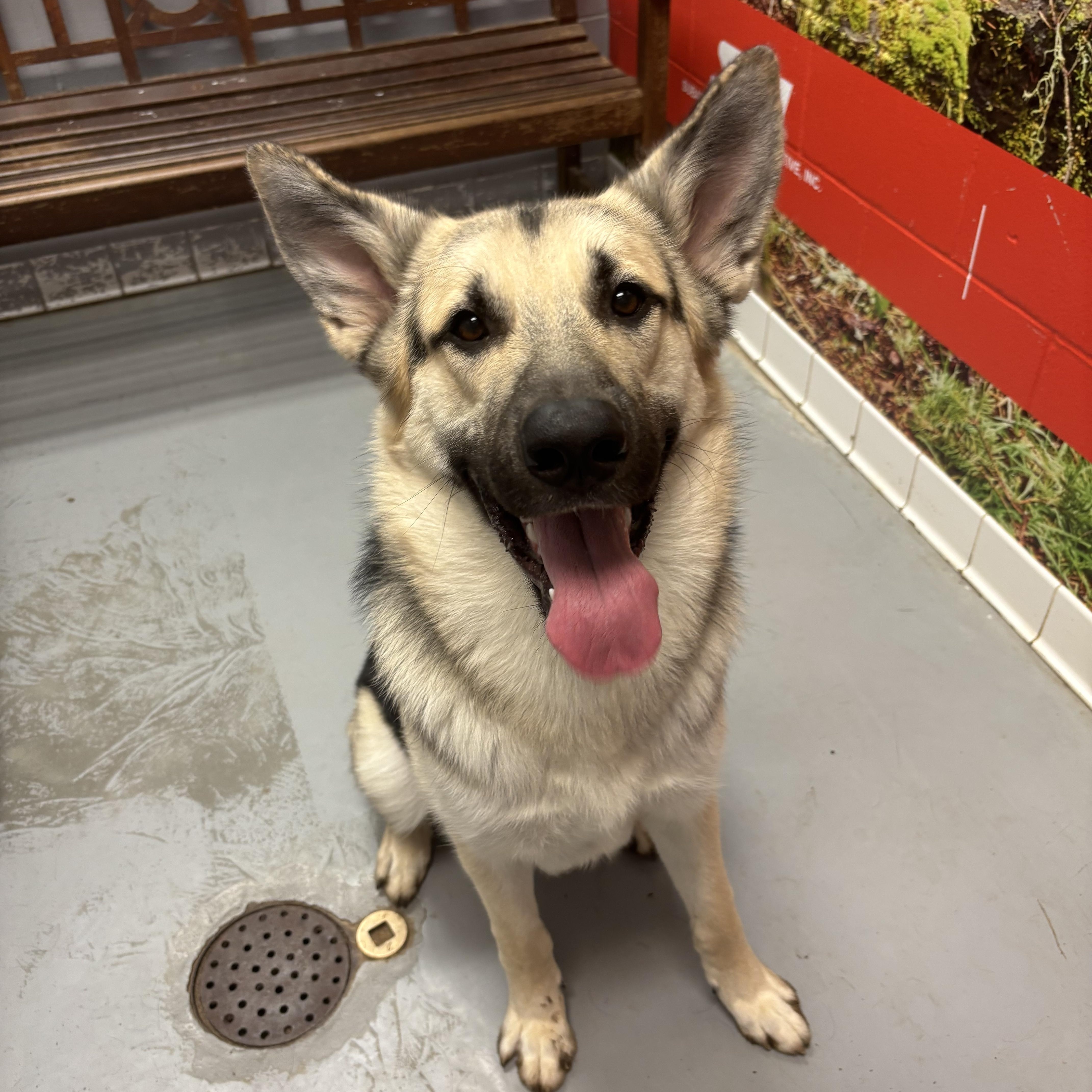 Enlarge Axel, an adoptable German Shepherd Dog in Lafayette, IN image 1/1