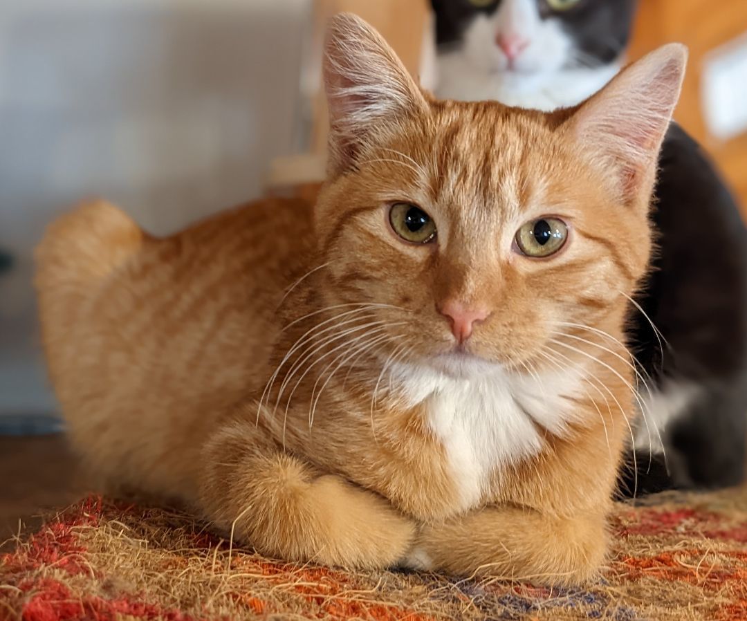 Enlarge Sugar, a Adoptable American Shorthair in Milbank, SD image 1/3