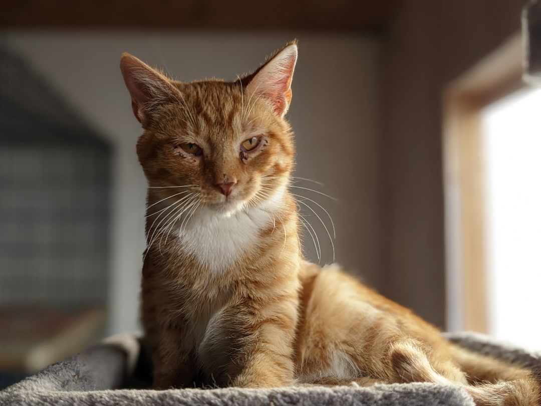 Enlarge Sugar, a Adoptable American Shorthair in Milbank, SD image 2/3