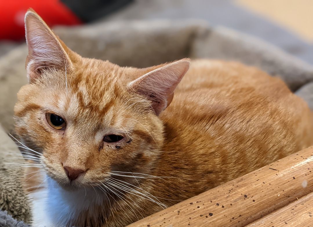 Enlarge Sugar, a Adoptable American Shorthair in Milbank, SD image 3/3