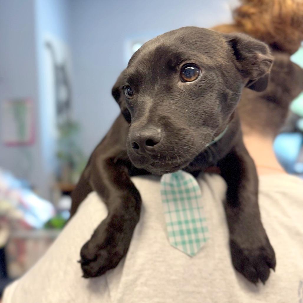 Eagle, a Adoptable Mixed Breed in Hendersonville, NC image 1/4