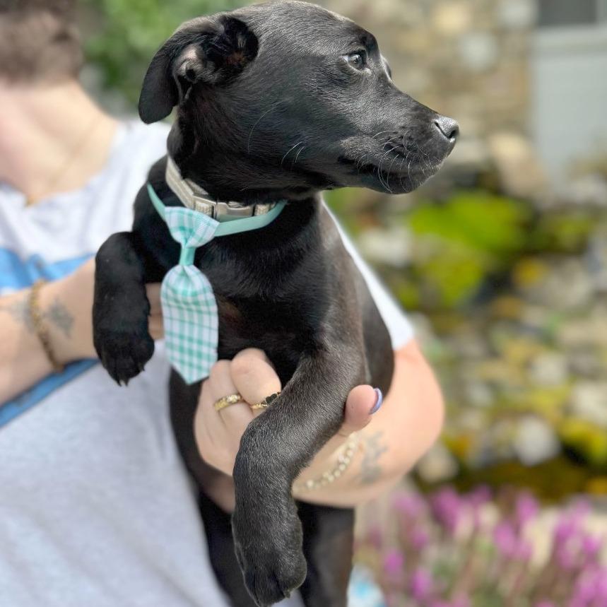 Eagle, a Adoptable Mixed Breed in Hendersonville, NC image 2/4