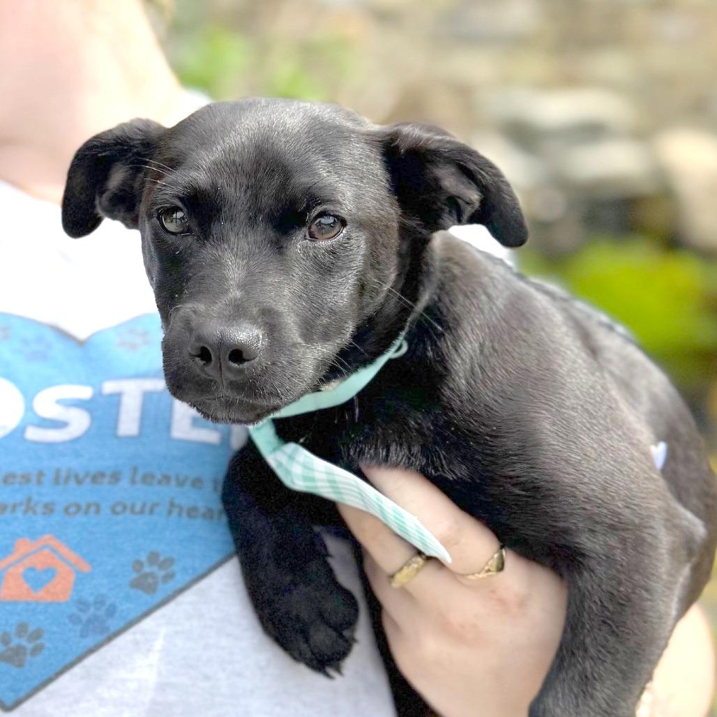 Eagle, a Adoptable Mixed Breed in Hendersonville, NC image 3/4
