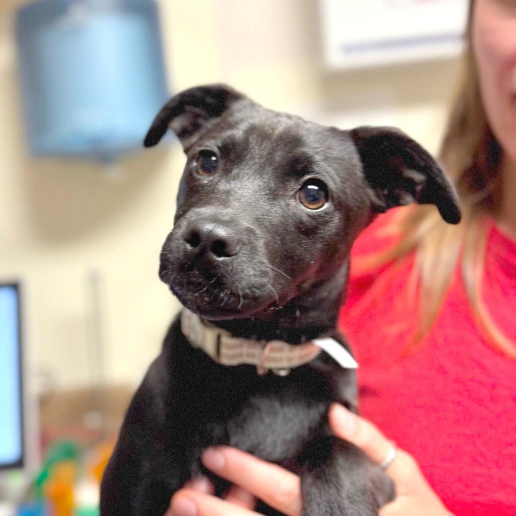 Eagle, a Adoptable Mixed Breed in Hendersonville, NC image 4/4