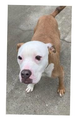 ESTELLE, Adoptable, Young Female American Bulldog & Mixed Breed.