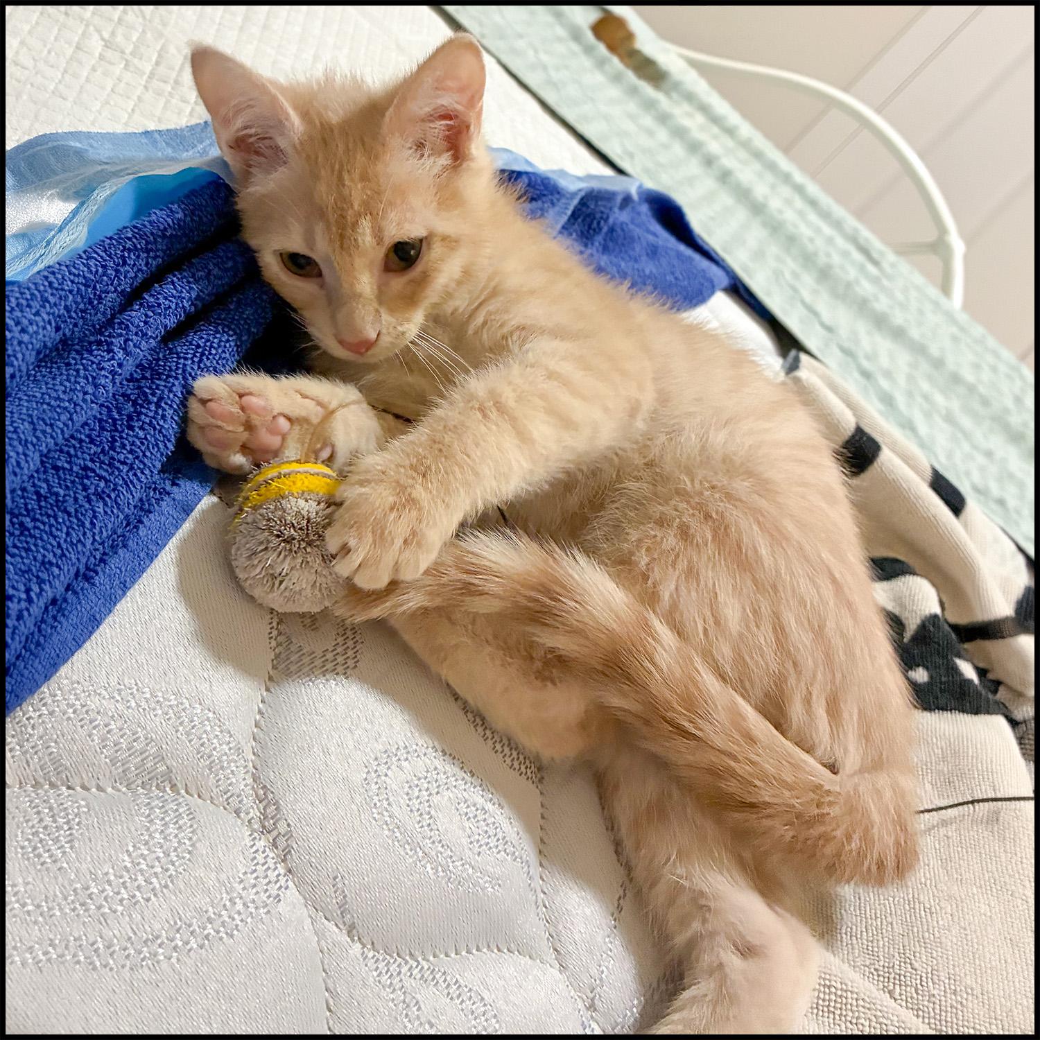 Enlarge Dodge, an adoptable mixed breed in Roswell, GA image 3/3