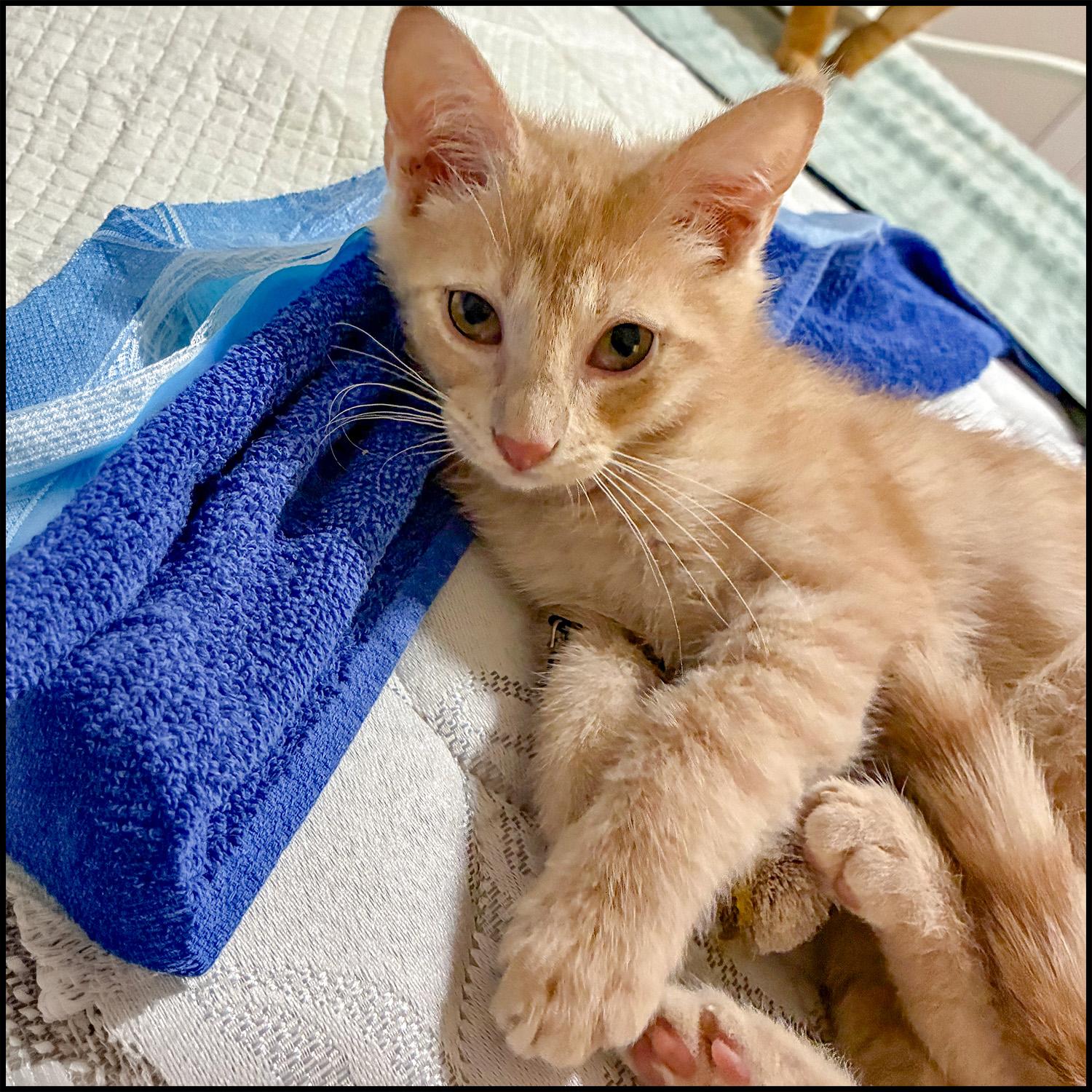 Enlarge Dodge, an adoptable mixed breed in Roswell, GA image 1/3