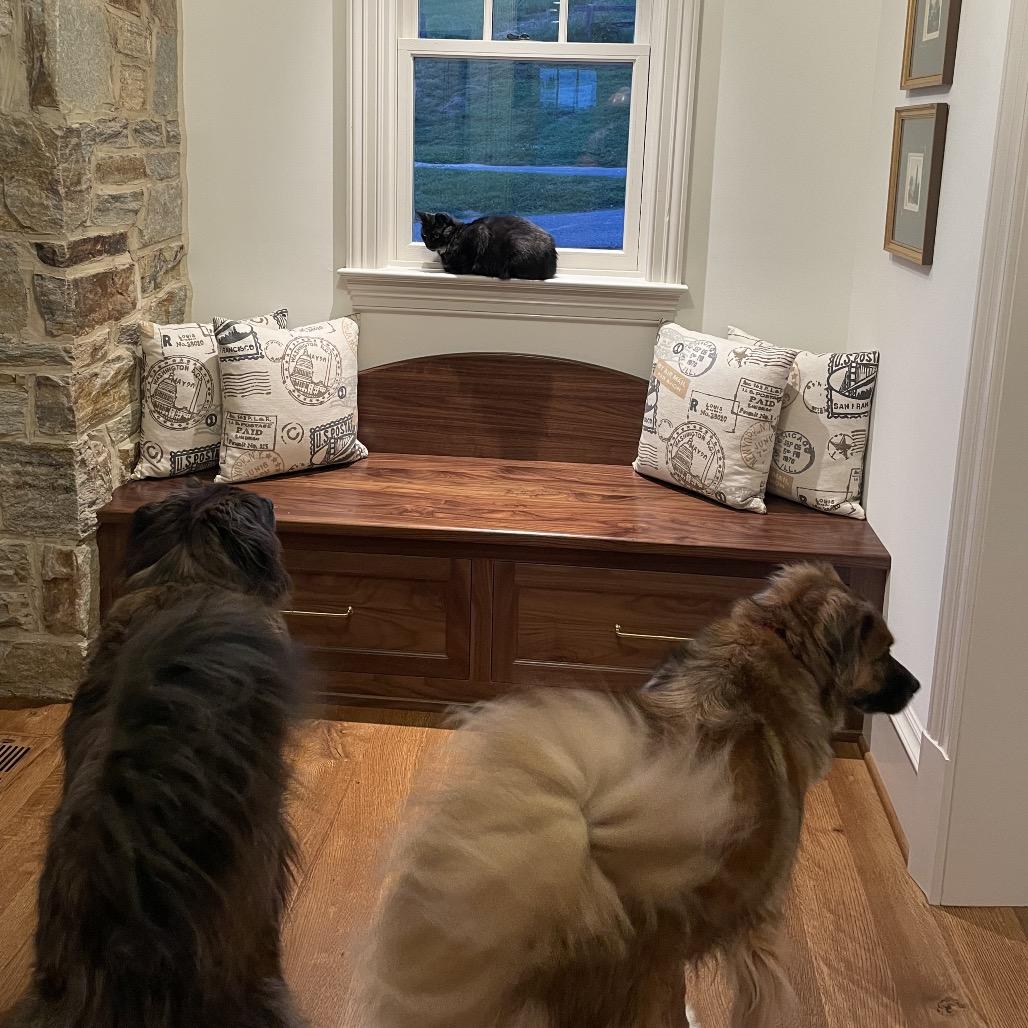 Nova, Adoptable, Adult Female Domestic Medium Hair.