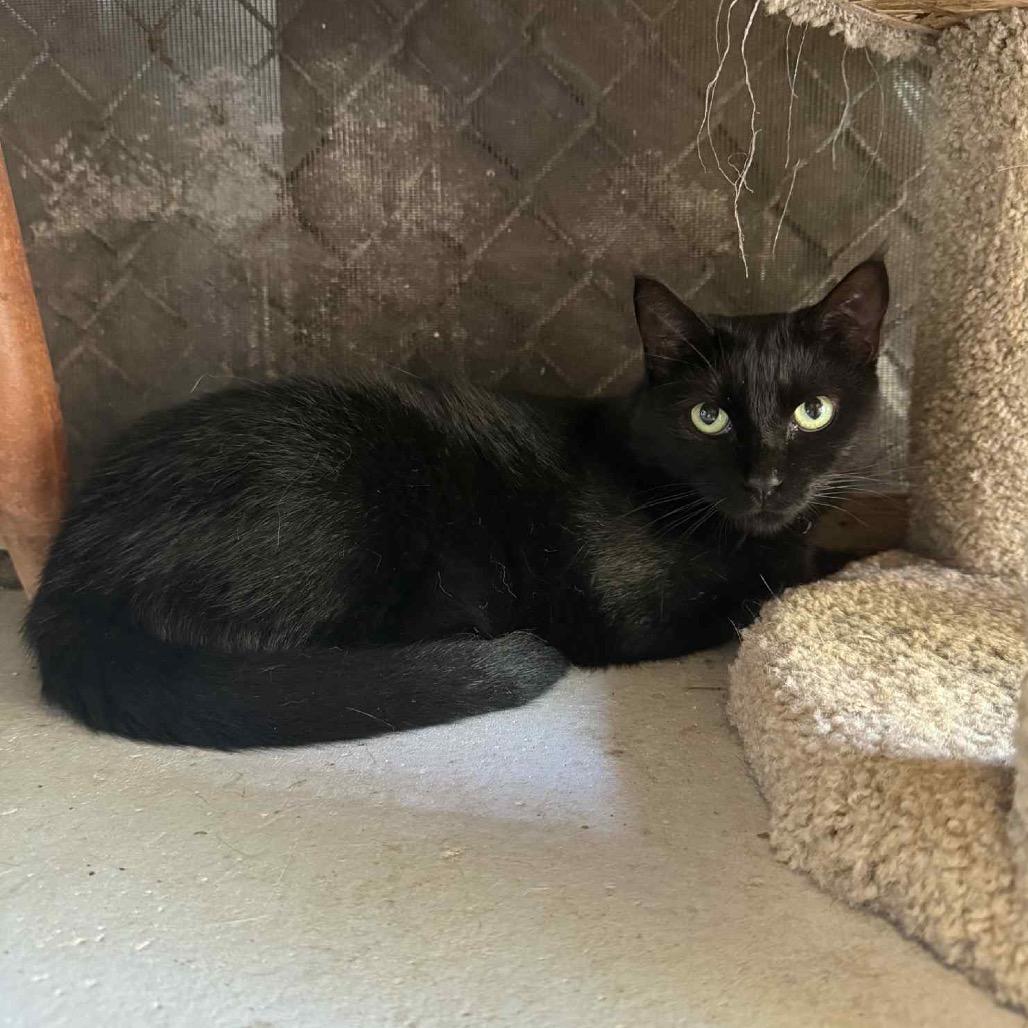 Tippy, Adoptable, Adult Female Domestic Short Hair.