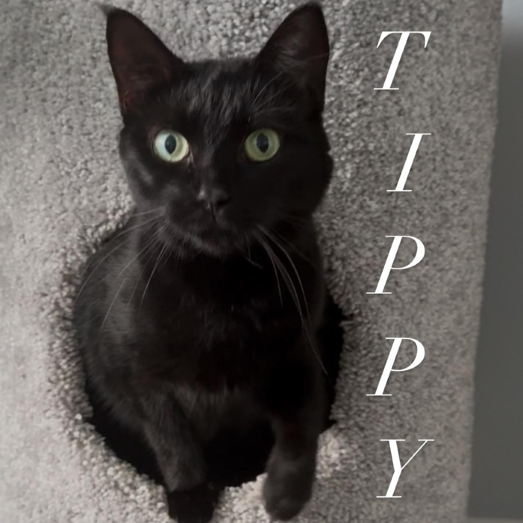 Enlarge Tippy, a Adoptable Domestic Short Hair in Titusville, FL image 2/3