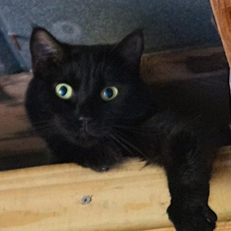 Enlarge Tippy, a Adoptable Domestic Short Hair in Titusville, FL image 3/3