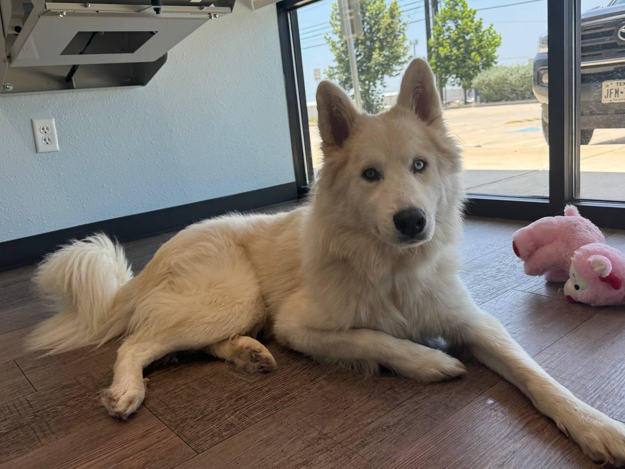 Hachi *Foster Needed*, Adoptable, Young Male Siberian Husky.
