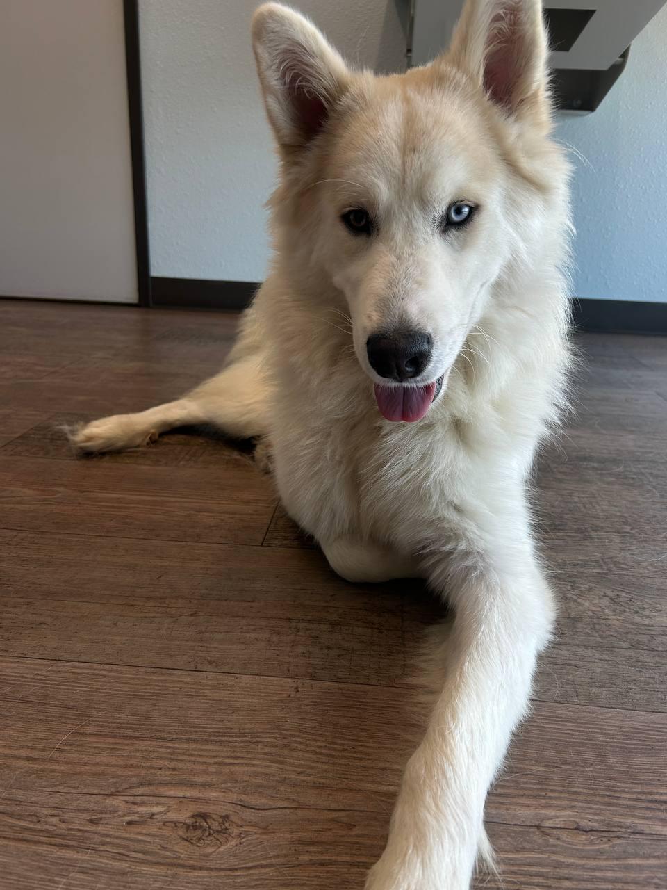 Hachi *Foster Needed*, a Adoptable Siberian Husky in Carrollton, TX image 2/3