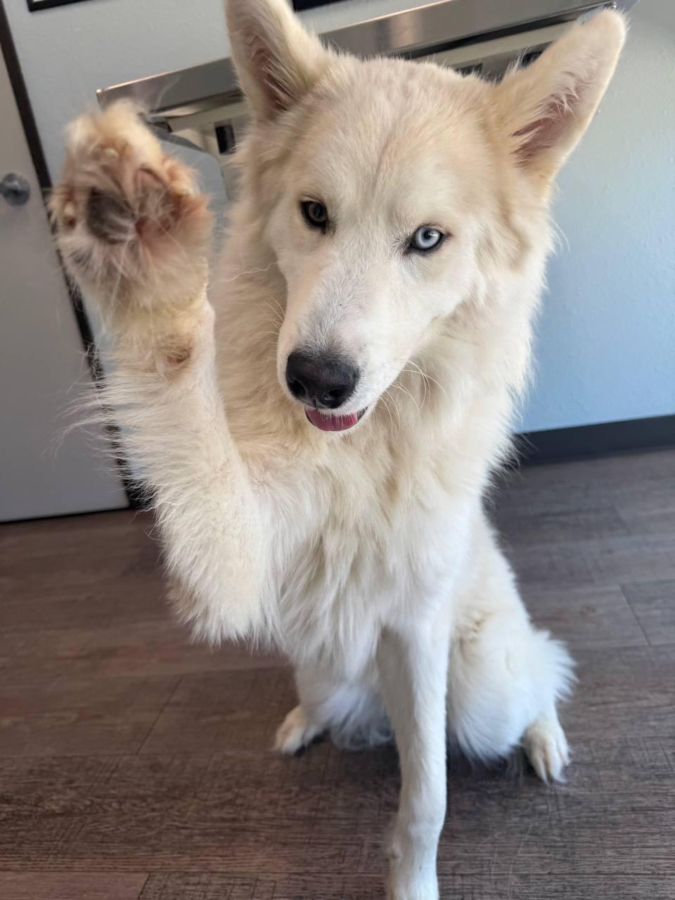 Hachi *Foster Needed*, a Adoptable Siberian Husky in Carrollton, TX image 3/3