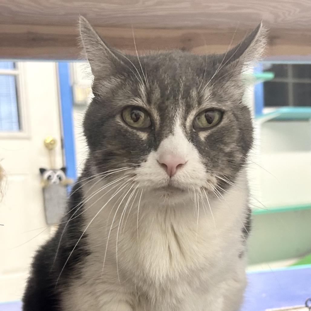 Corbin, a Adoptable Domestic Short Hair in St Joseph, MO image 1/2