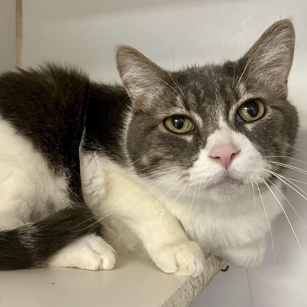 Corbin, a Adoptable Domestic Short Hair in St Joseph, MO image 2/2