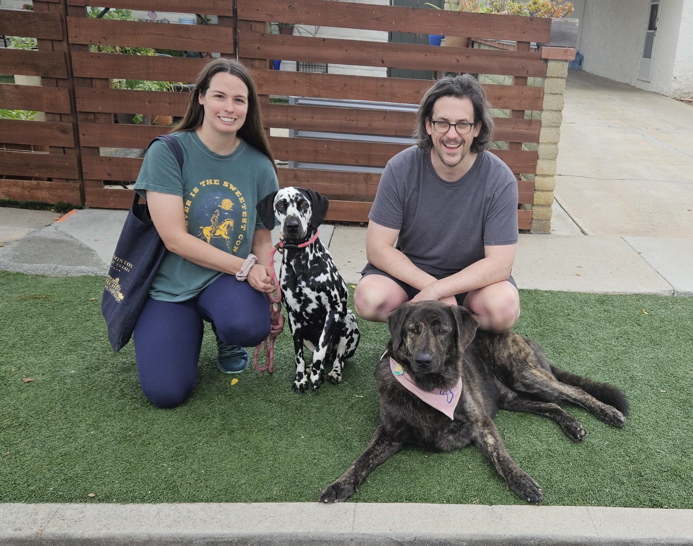 Enlarge Riley ADOPTED, a Adopted Dalmatian in Newport Beach, CA image 1/1