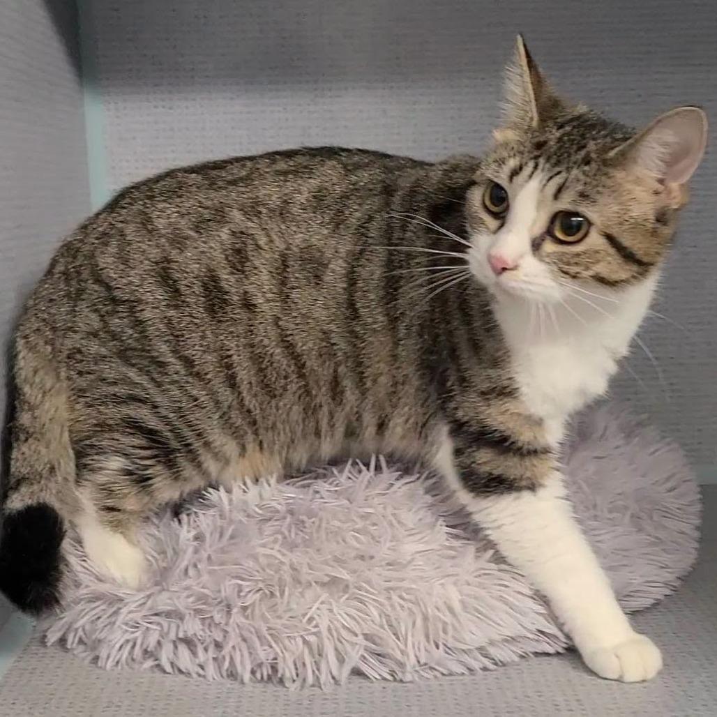 Desi, Adoptable, Adult Female Domestic Short Hair.