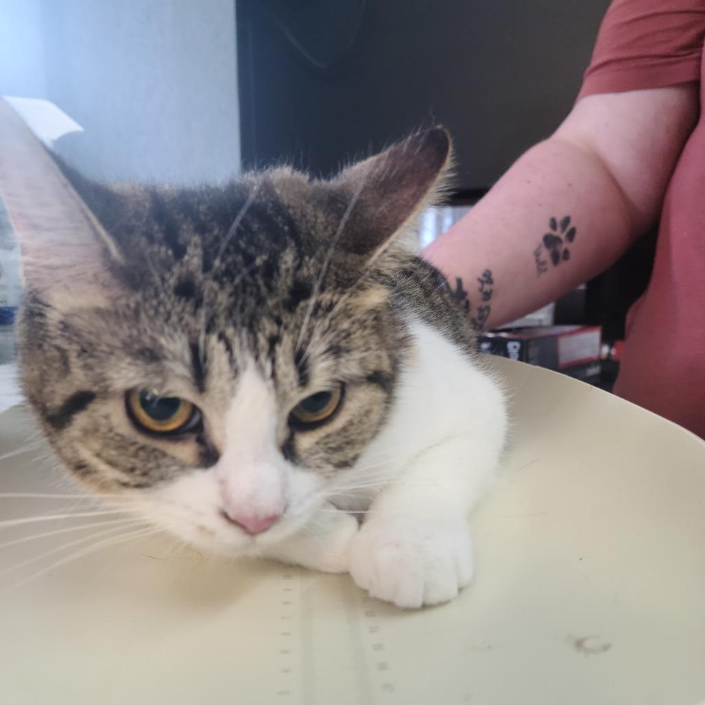 Desi, Adoptable, Young Female Domestic Short Hair.