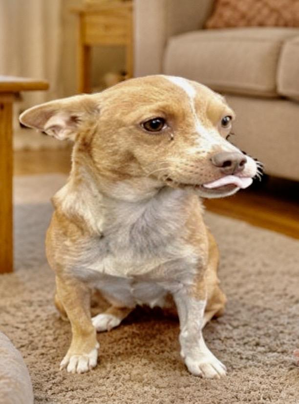 Enlarge Holly, a ADOPTABLE Chiweenie in Orlando, FL image 1/1