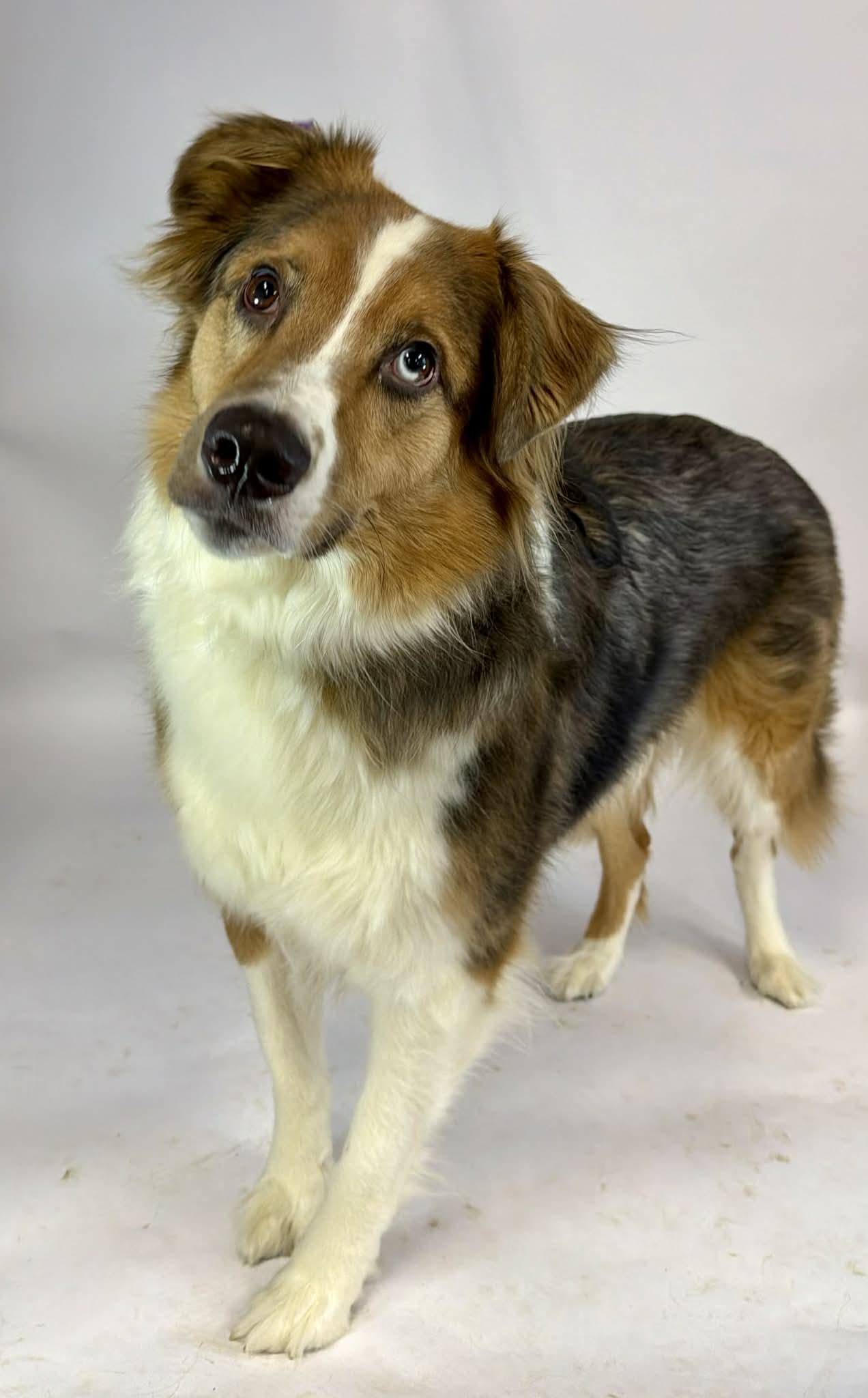 Opie, an adopted mixed breed in Shelbyville, KY image 2/3