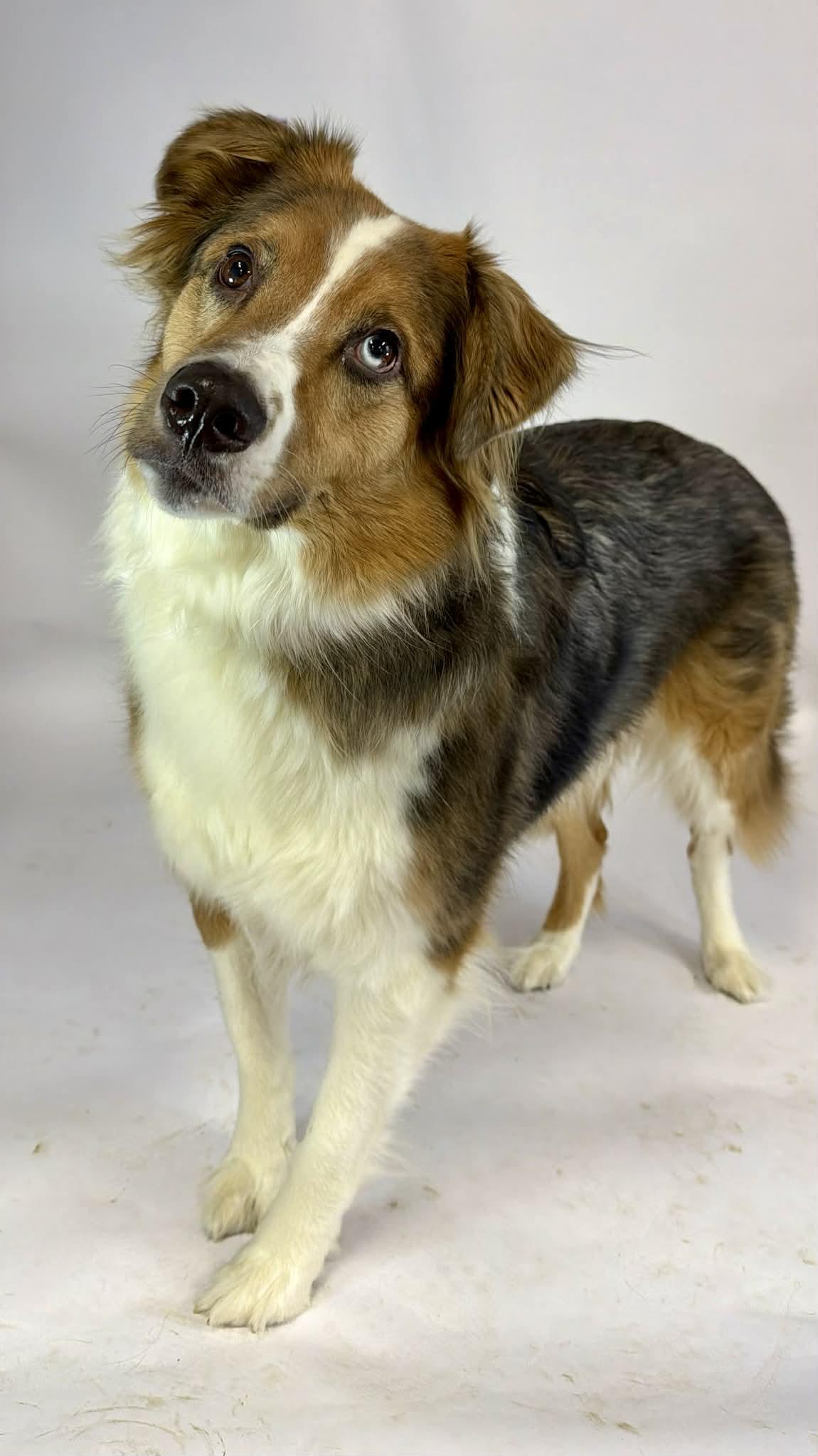 Opie, an adopted mixed breed in Shelbyville, KY image 3/3