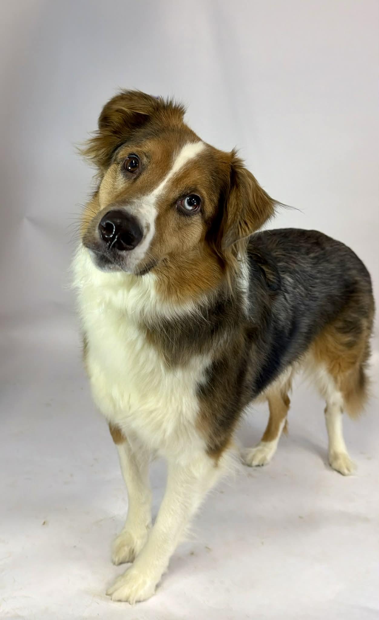 Opie, adopted, Adult Male Anatolian Shepherd.