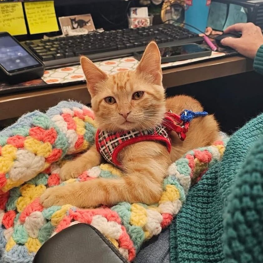 Enlarge Spark Plug, a Adopted Tabby in Dickinson, ND image 2/2