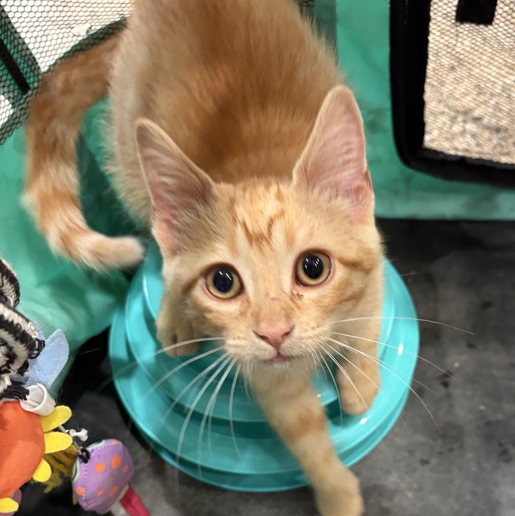 Enlarge Spark Plug, a Adoptable Tabby in Dickinson, ND image 2/3