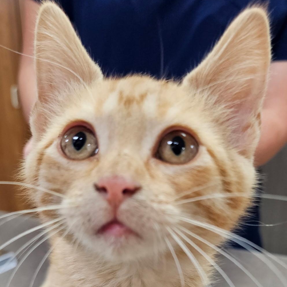 Enlarge Spark Plug, a Adoptable Tabby in Dickinson, ND image 3/3
