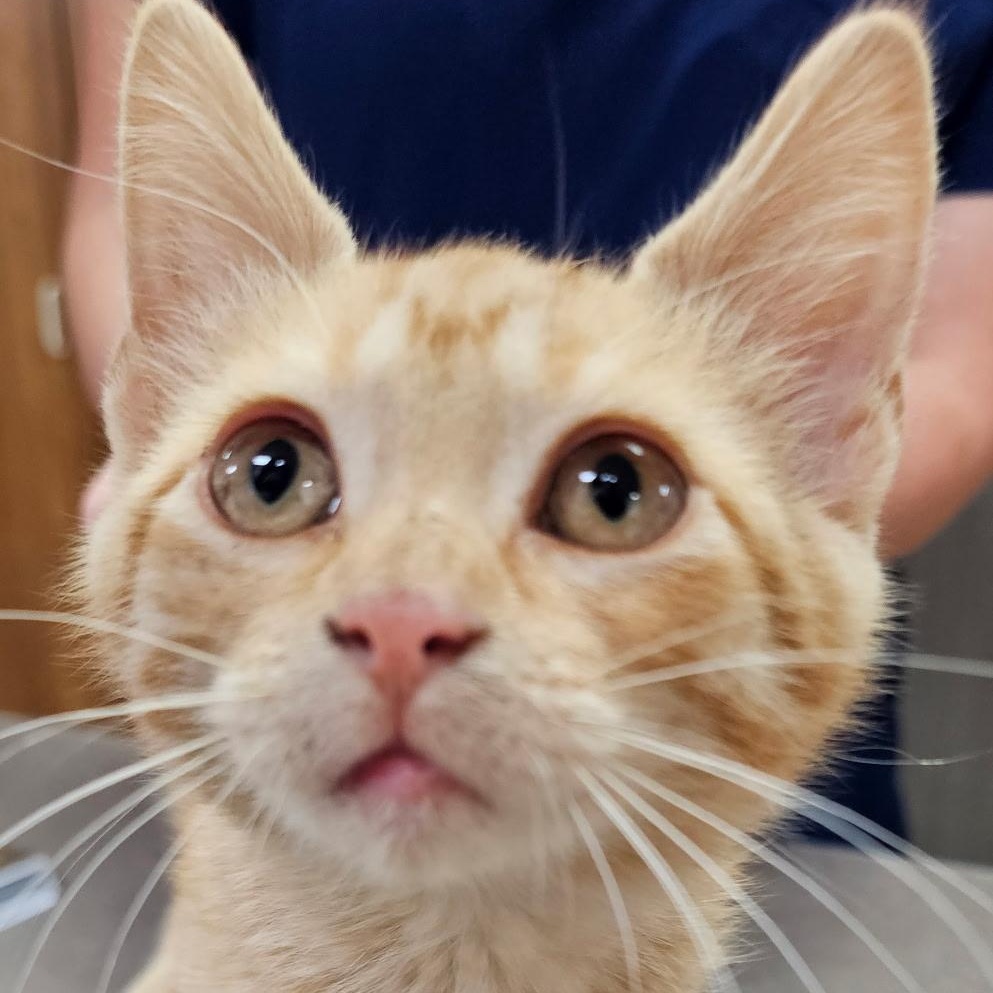 Enlarge Spark Plug, a Adoptable Tabby in Dickinson, ND image 2/2