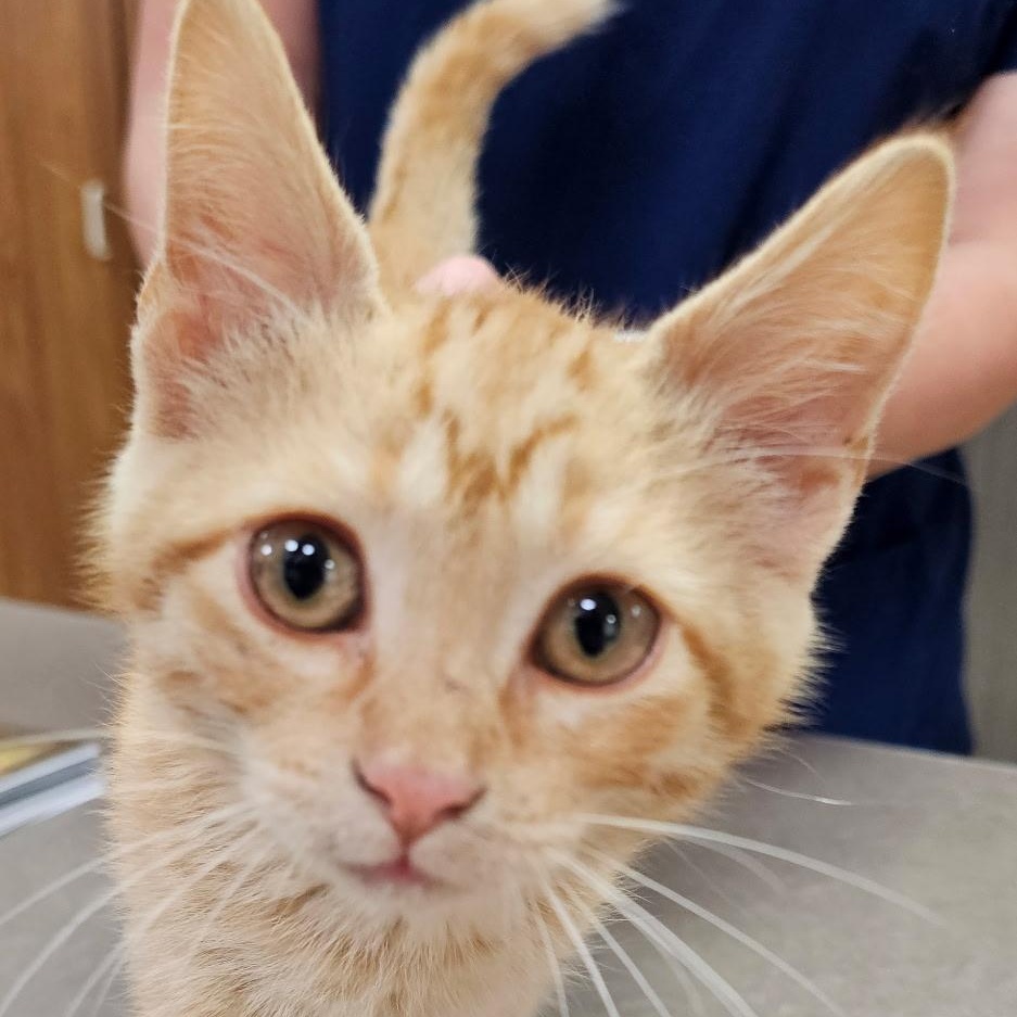 Spark Plug, Adoptable, Kitten Male Tabby.