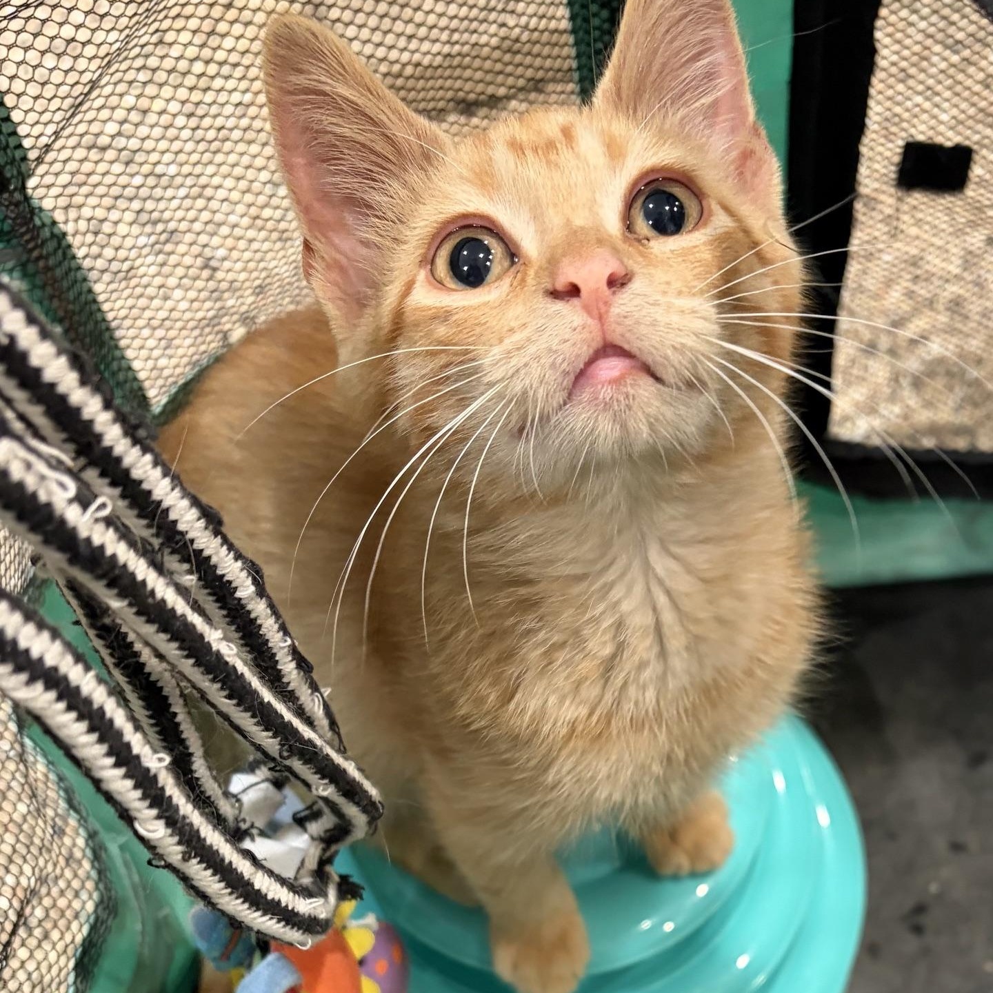 Enlarge Spark Plug, a Adoptable Tabby in Dickinson, ND image 1/3