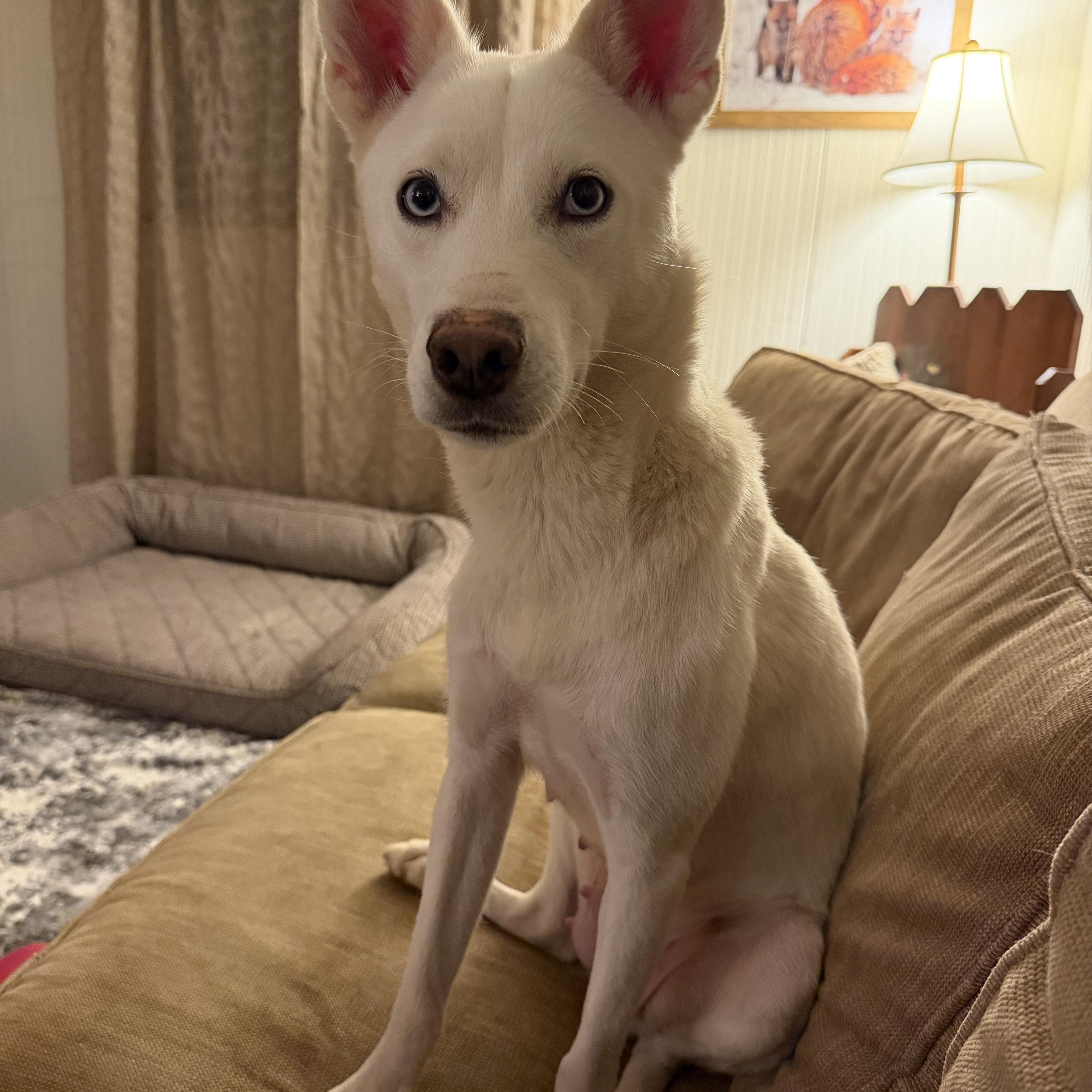 Enlarge Mama, a ADOPTABLE mixed breed in Spring City, PA image 2/4