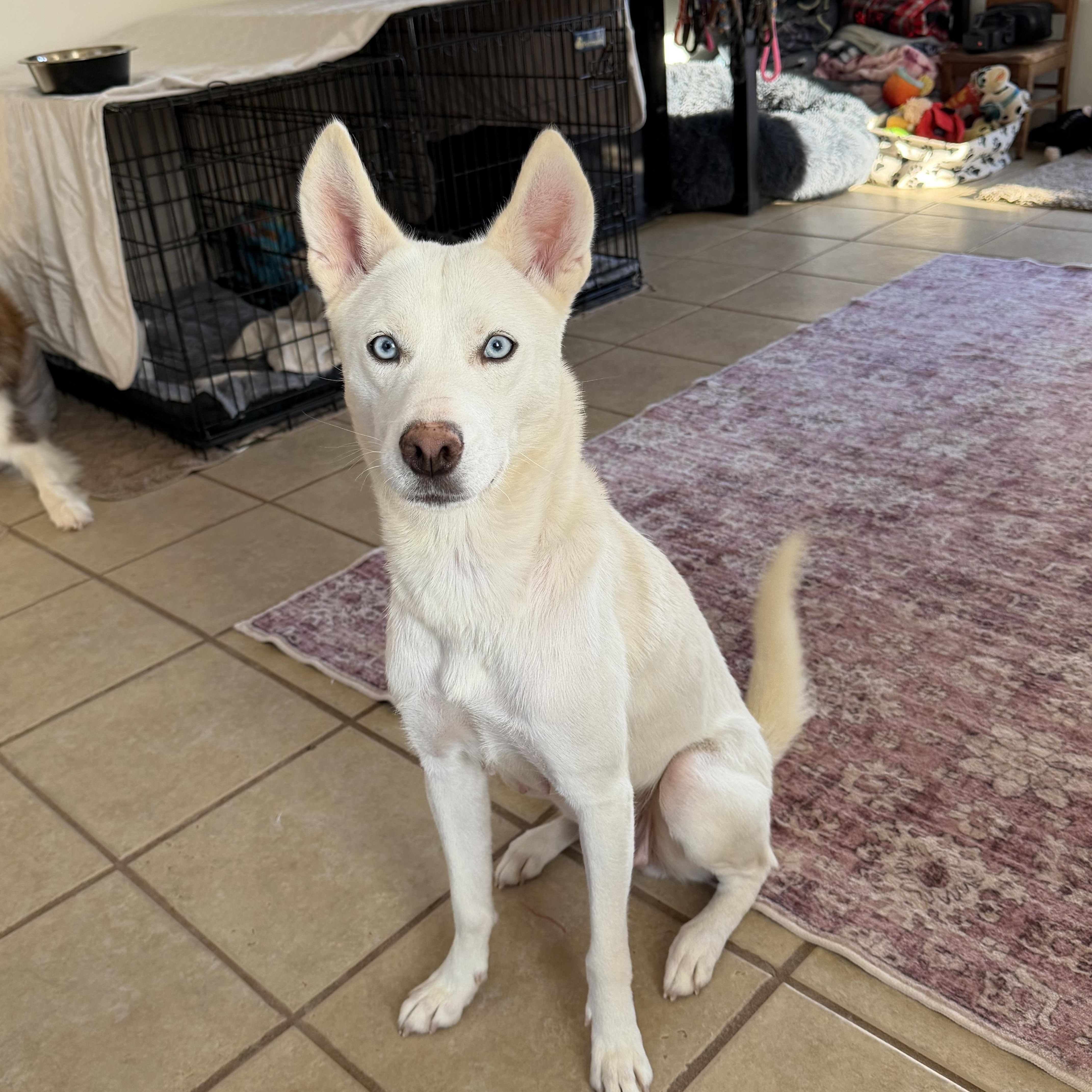 Enlarge Mama, a ADOPTABLE mixed breed in Spring City, PA image 1/4