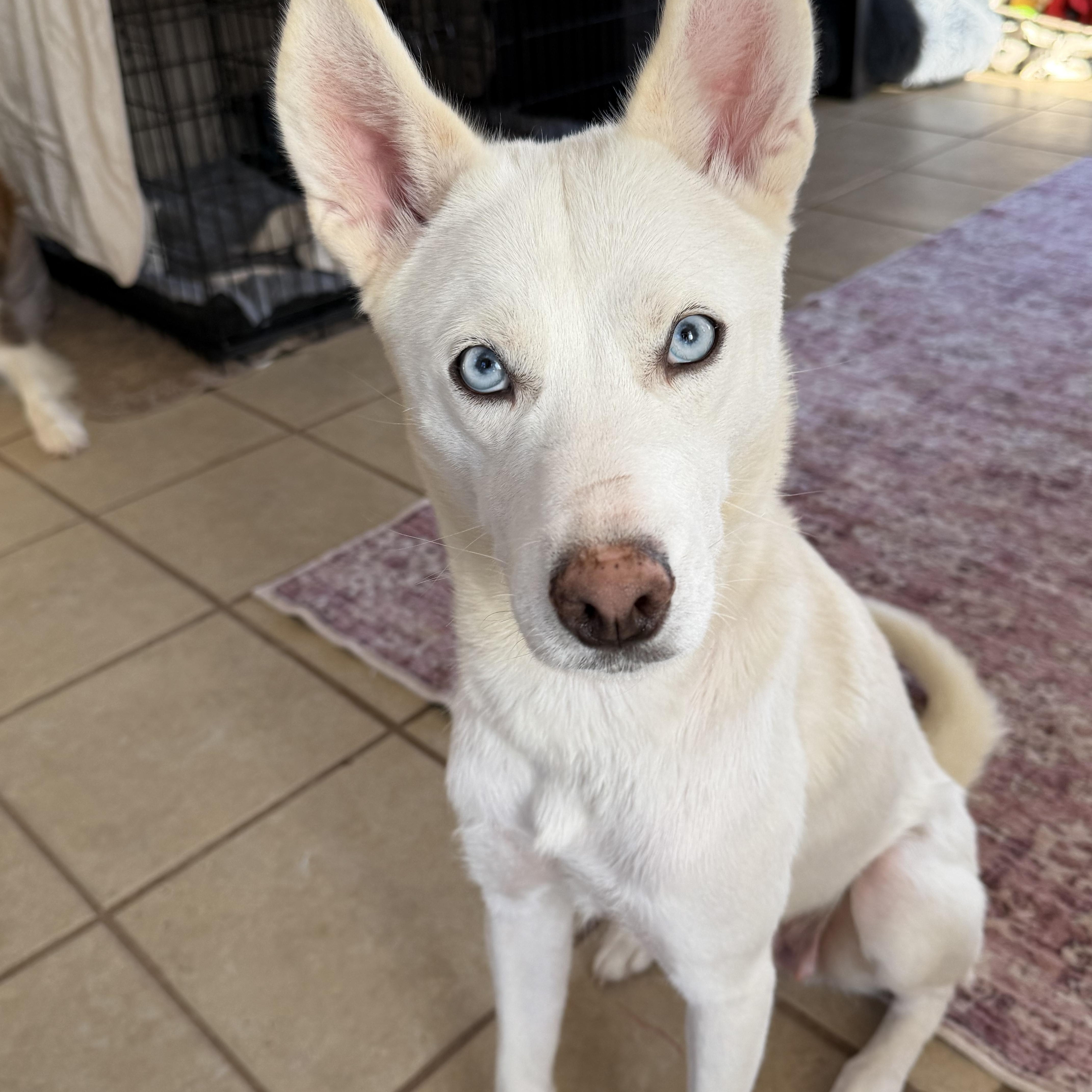 Enlarge Mama, a ADOPTABLE mixed breed in Spring City, PA image 3/4