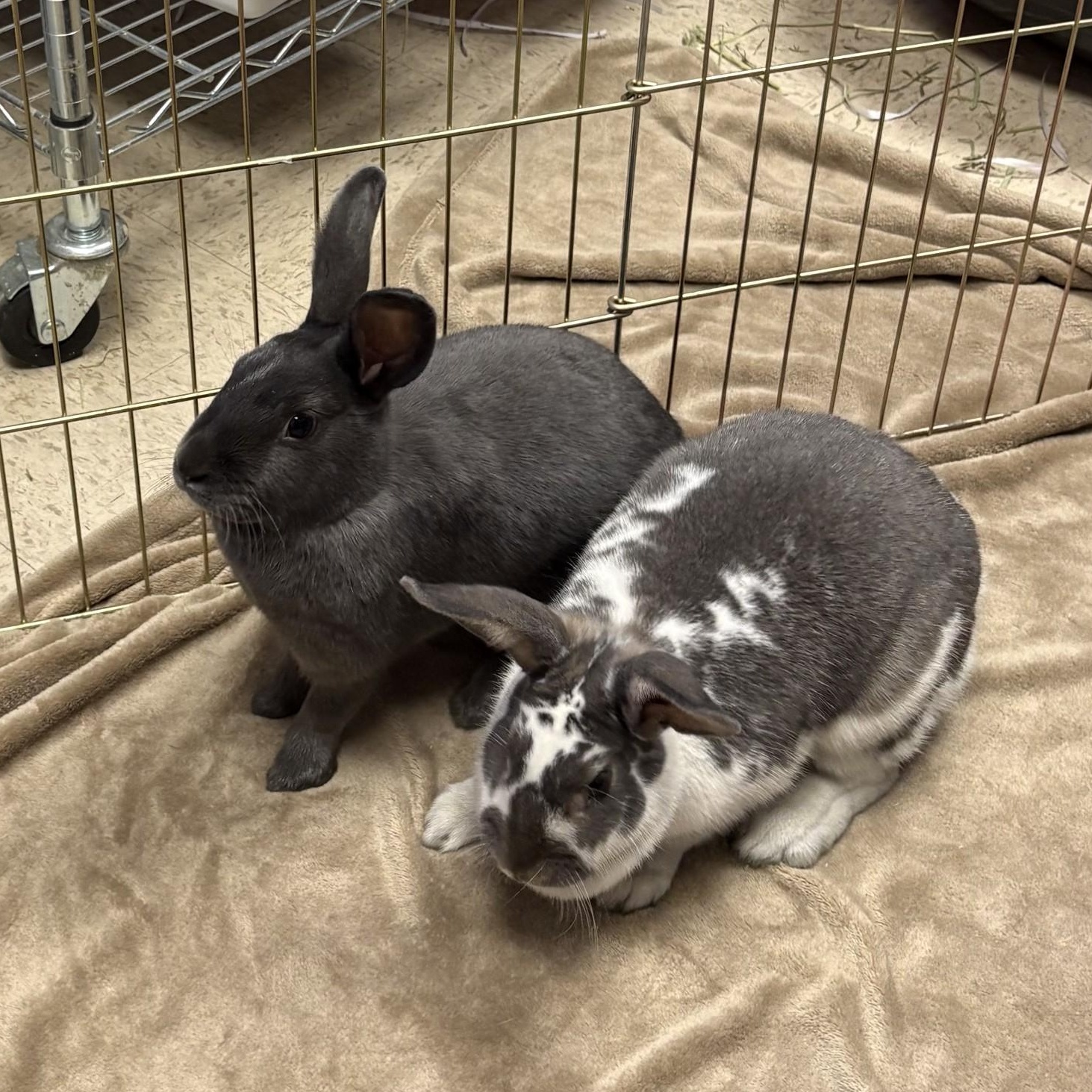 Enlarge Seattle and Tiffany, an adopted Bunny Rabbit in Teterboro, NJ image 1/1