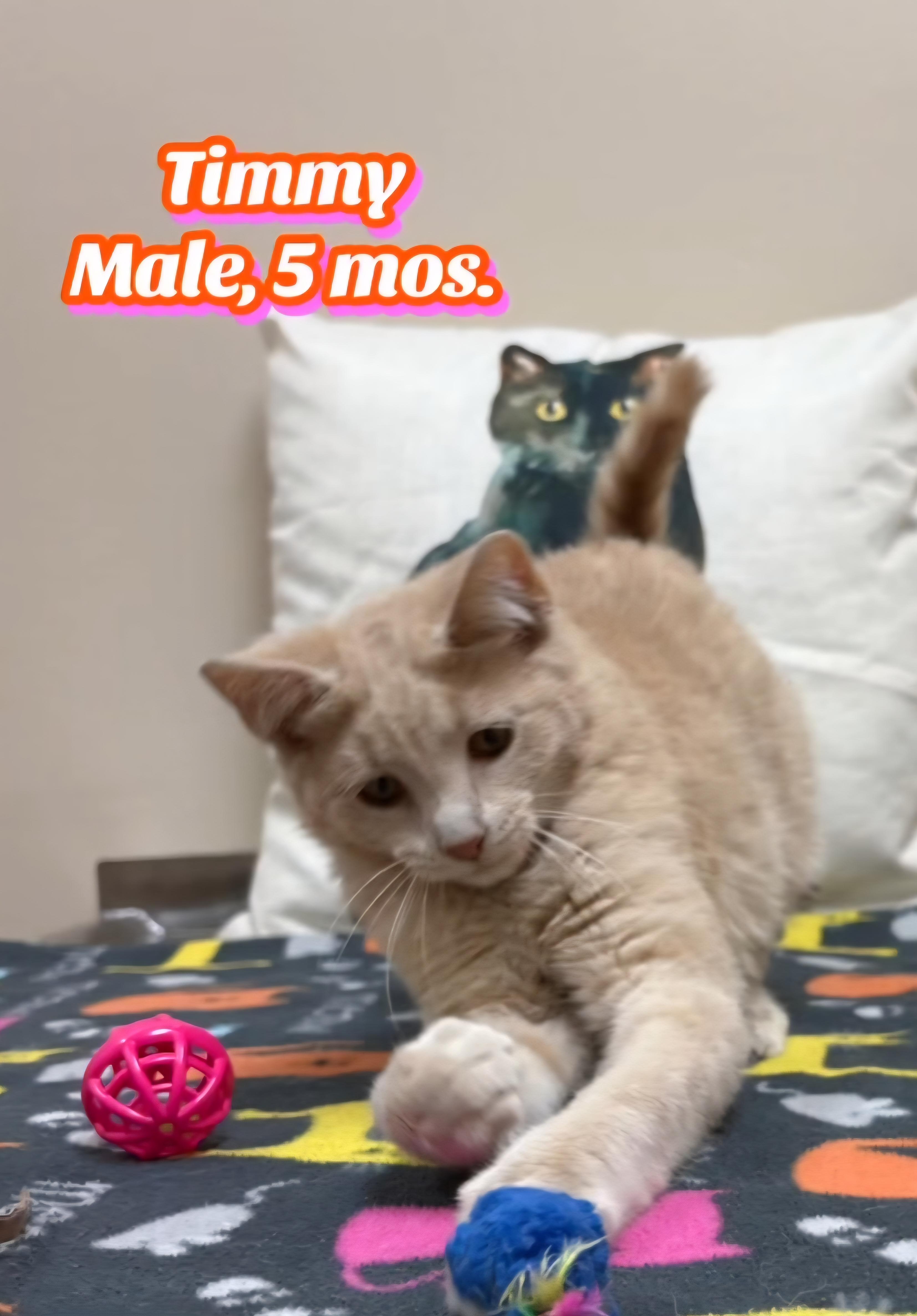 Enlarge Timmy, an adopted Domestic Short Hair in Monticello, IL image 2/4