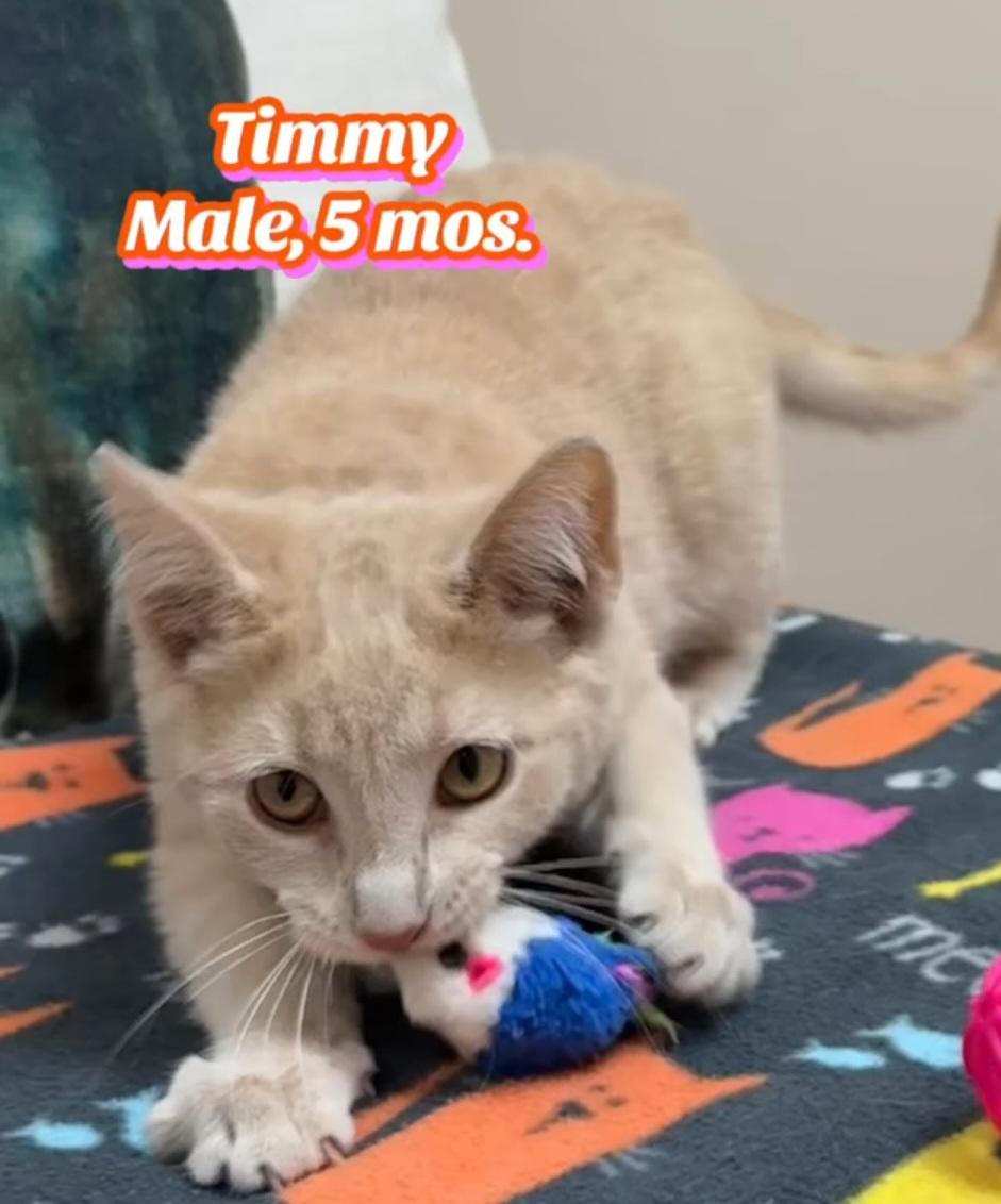 Enlarge Timmy, an adopted Domestic Short Hair in Monticello, IL image 1/4