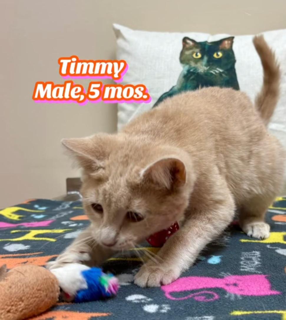 Enlarge Timmy, an adopted Domestic Short Hair in Monticello, IL image 4/4