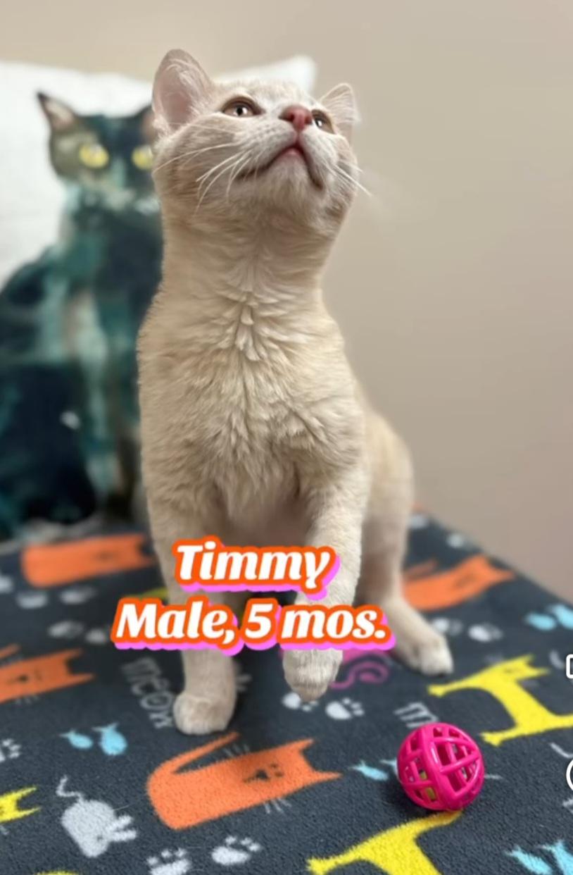 Enlarge Timmy, an adopted Domestic Short Hair in Monticello, IL image 3/4