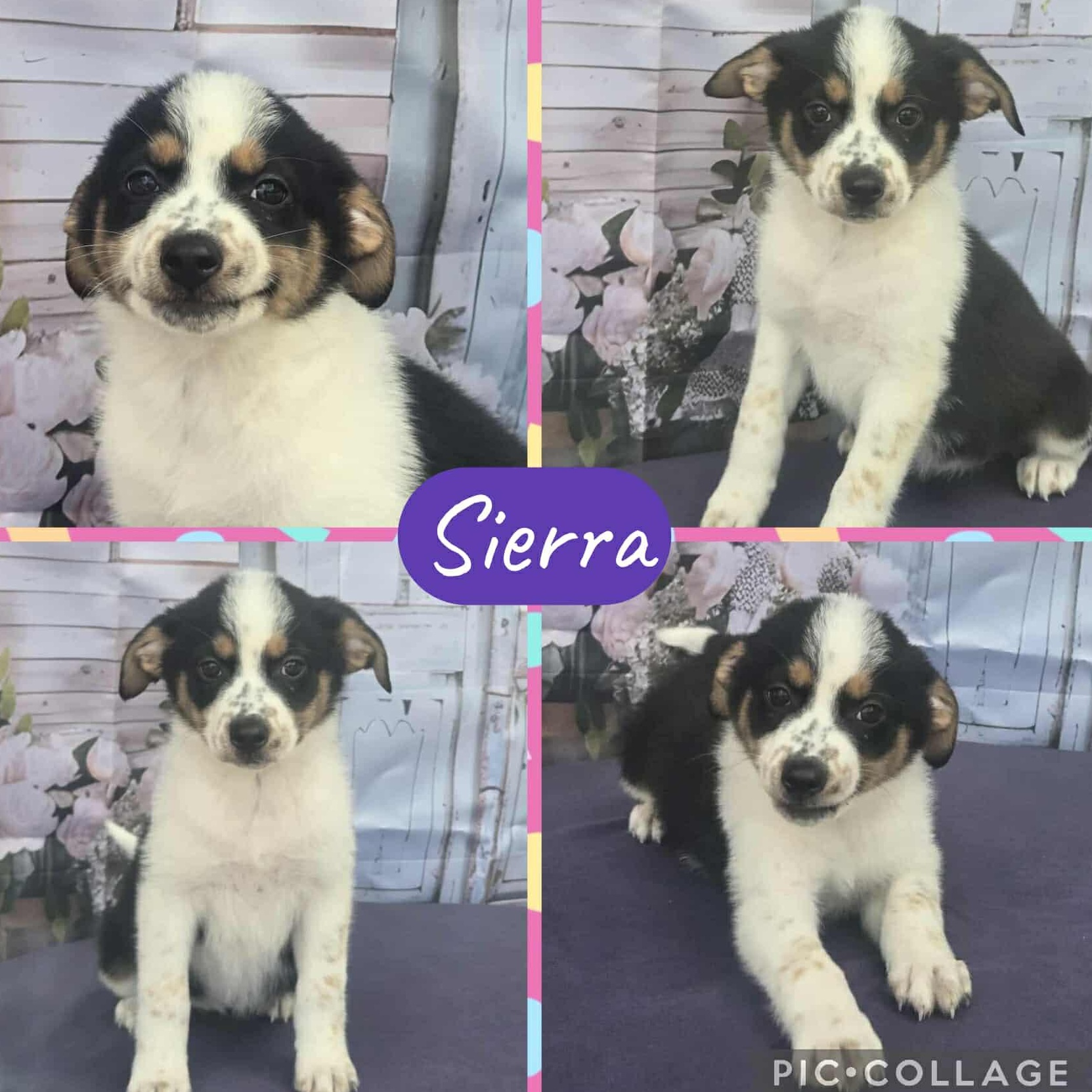 Sierra, Adoptable, Young Female Border Collie.