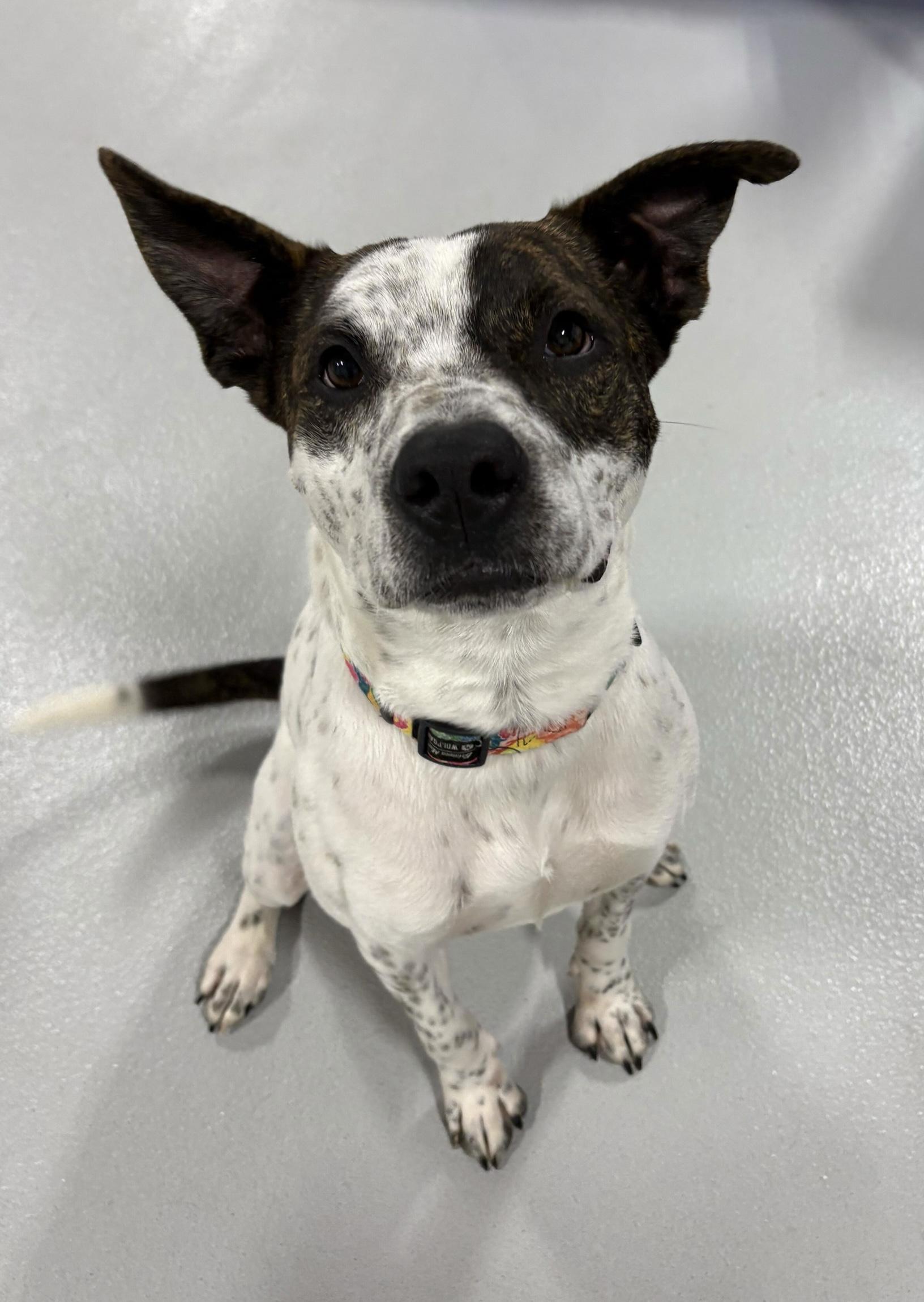 Enlarge Hopper, a Adoptable mixed breed in Portland, OR image 1/2