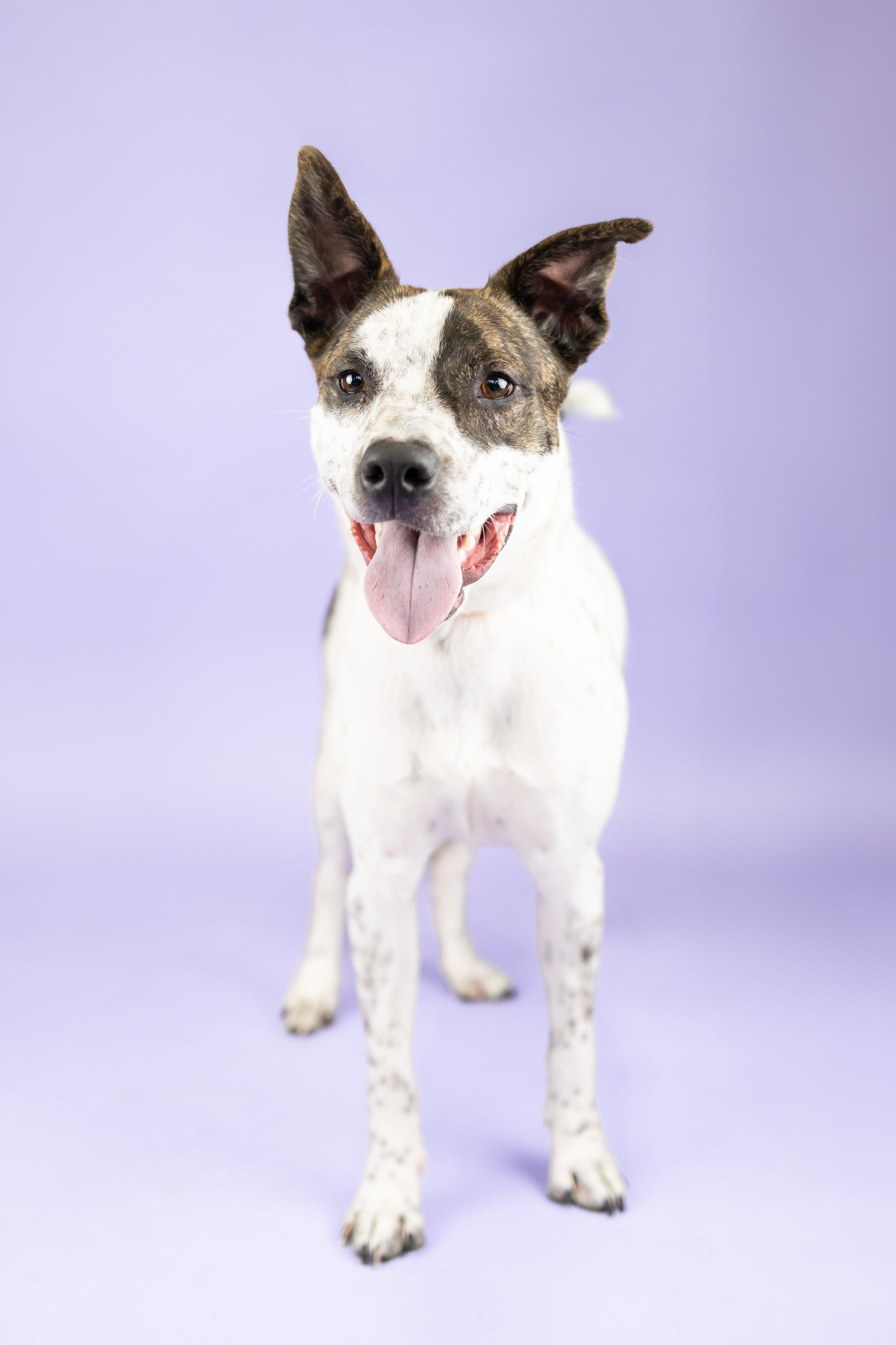 Enlarge Hopper, a Adoptable mixed breed in Portland, OR image 2/2