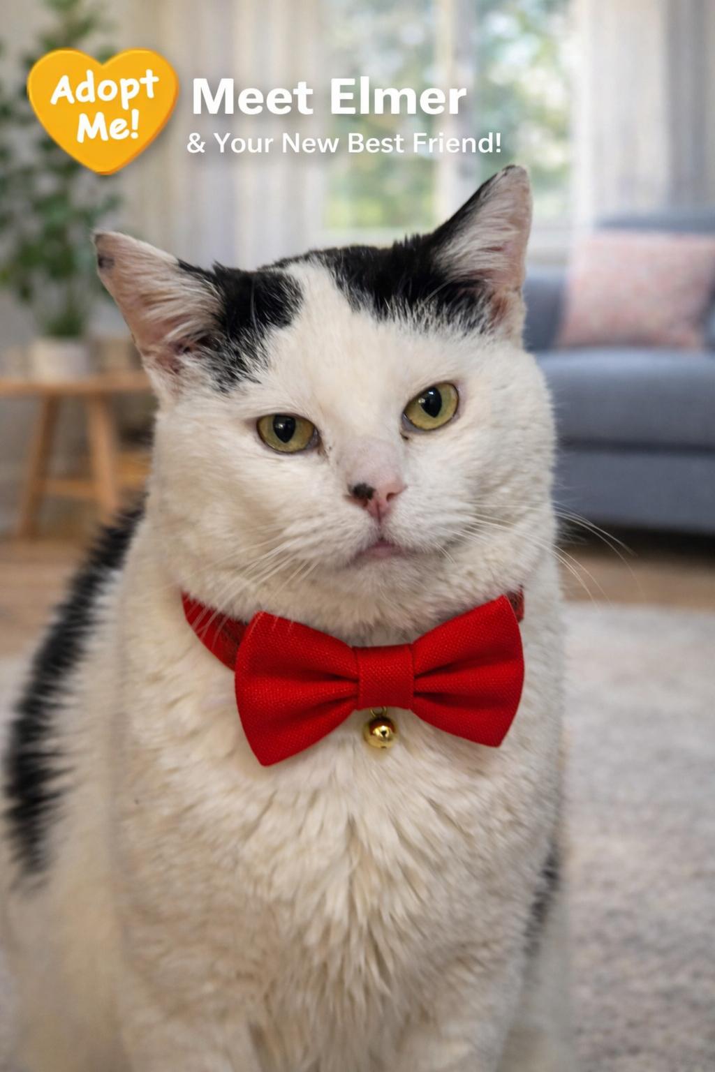 Elmer-Gentle Companion, Adoptable, Senior Male Domestic Short Hair.